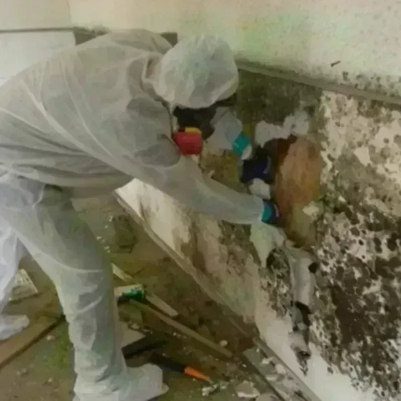 Mold Remediation and Removal in Vernon, TX